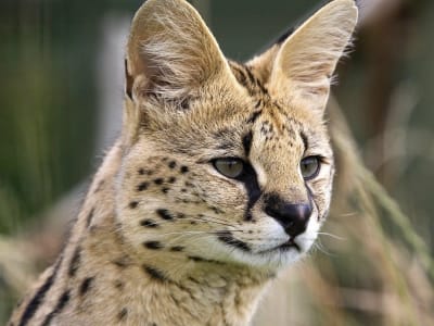 Serval - De Zonnegloed - Dierenpark - Dieren opvangcentrum - Sanctuary